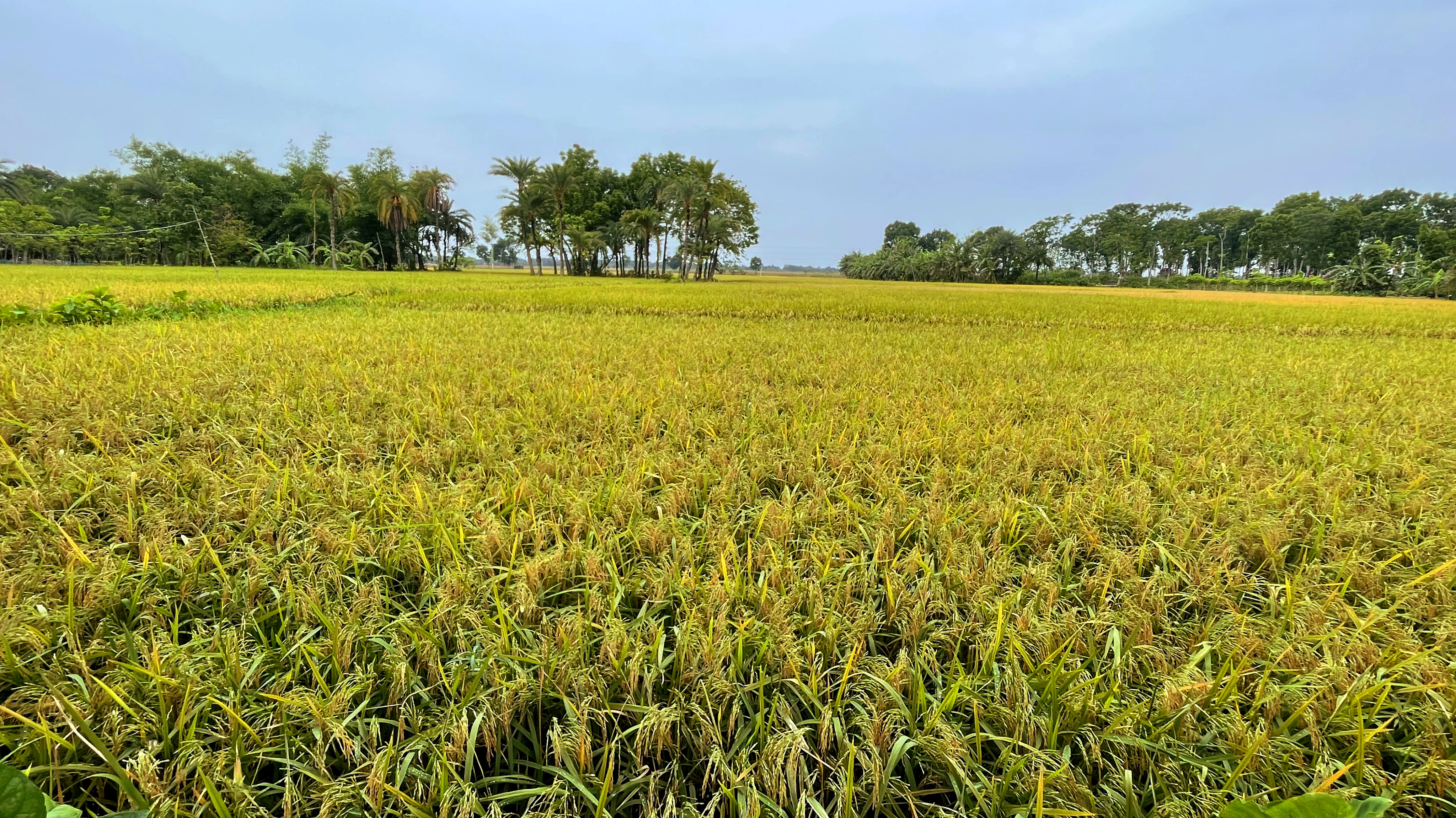 ঝড়-বৃষ্টিতে বোরোর ব্যাপক ক্ষতির আশঙ্কায় ঝিনাইদহের ধান চাষিরা