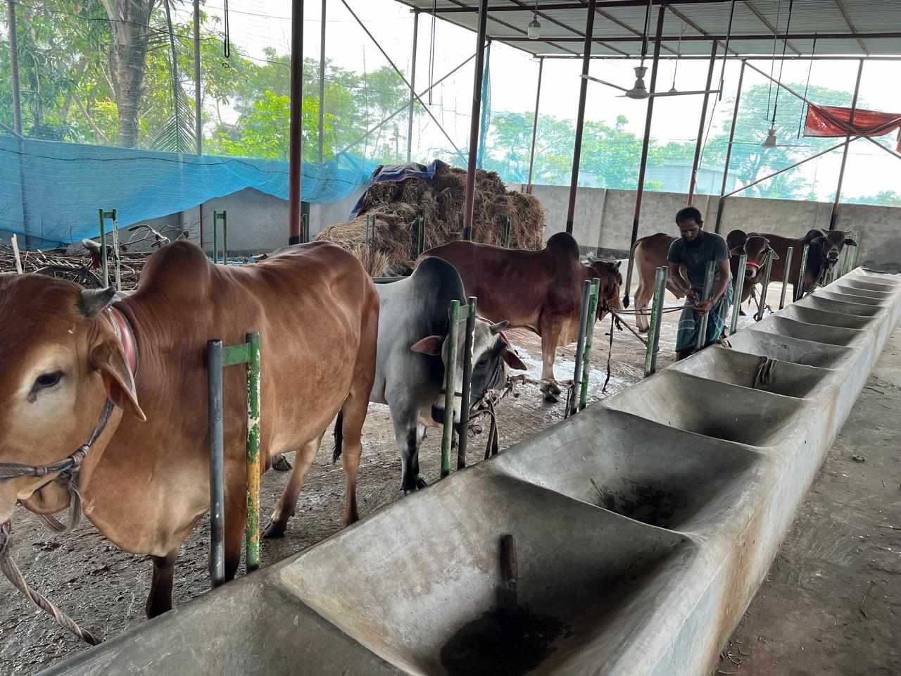 খুলনা বিভাগে এবার কোরবানির পশুর ঘাটতি নেই : উদ্বৃত্ত ৩ লাখ ৬৭ হাজার ৩৬০টি পশু