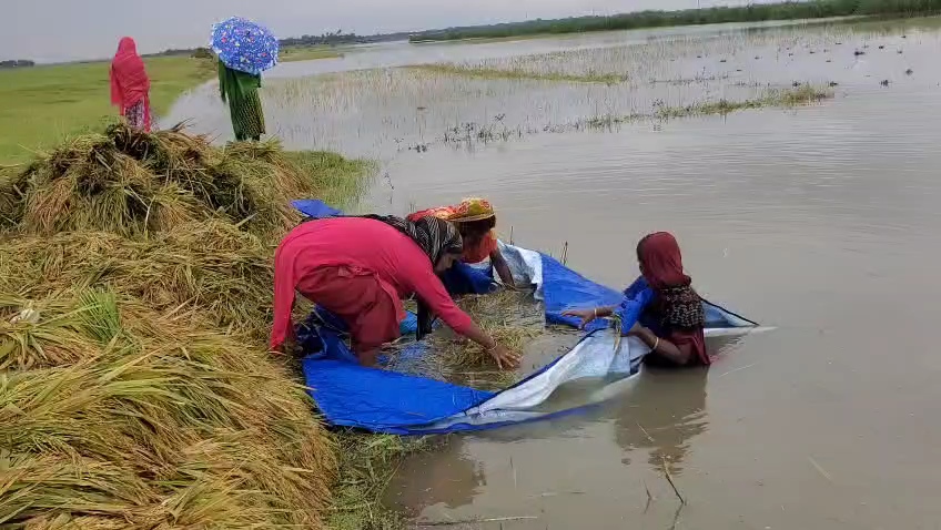 কিশোরগঞ্জে আড়াই হাজার হেক্টর জমির ধান তলিয়ে গেছে