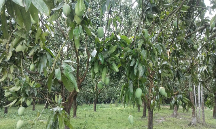 খুলনাঞ্চলে এবার ৫৬৩ কোটি টাকার আম বাণিজ্যের সম্ভাবনা 