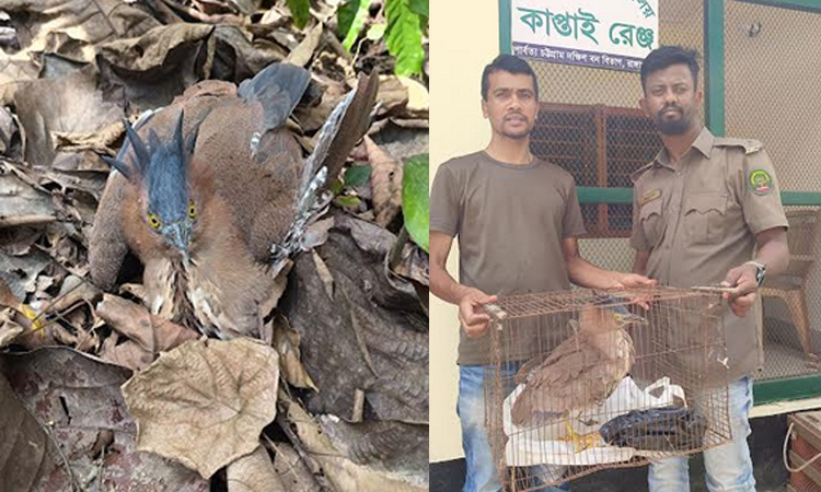 রাঙামাটিতে ১টি মালায়ন নাইট হিরন পাখি উদ্ধার