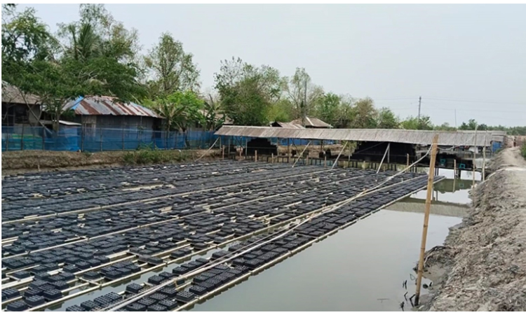 বিশ্ববাজার মাতাচ্ছে সাতক্ষীরার সফটশেল কাঁকড়া
