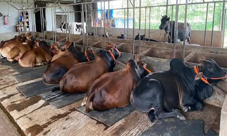 রংপুর বিভাগে কোরবানির পশু বেড়েছে সাড়ে ৫ লাখ