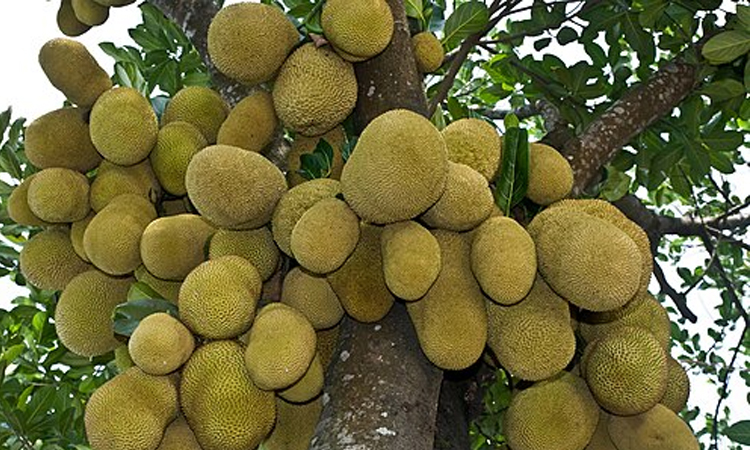 দিনাজপুরে এবার কাঁঠালের ব্যাপক ফলন