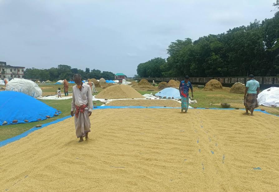 রোদ উঠেছে কিশোরগঞ্জের হাওরাঞ্চলে, ফিরেছে প্রাণচাঞ্চল্য