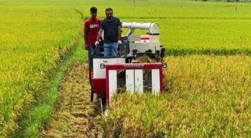 দিনাজপুরে ইরি-বোরো ধান কাটা মাড়াই কাজ চলছে