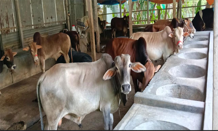 টাঙ্গাইলে নিজ জেলার চাহিদা মিটিয়েও উদ্বৃত্ত থাকবে কোরবানির পশু