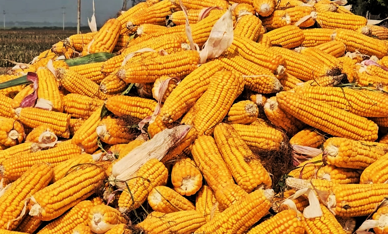 লালমনিরহাটে অর্থকরী ফসল হিসেবে ভুট্টার দাপট বাড়ছে 