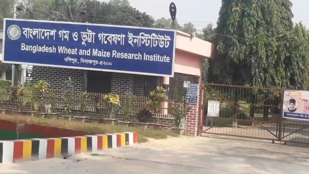 বিডব্লিউএমআরআই চলতি মৌসুমে পাঁচটি নতুন গমের জাত উন্মোচন করেছে