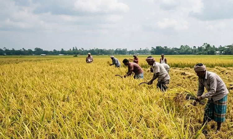 খুলনাঞ্চলে বোরো ফসল ঘরে তুলতে চলছে মহাকর্মযজ্ঞ