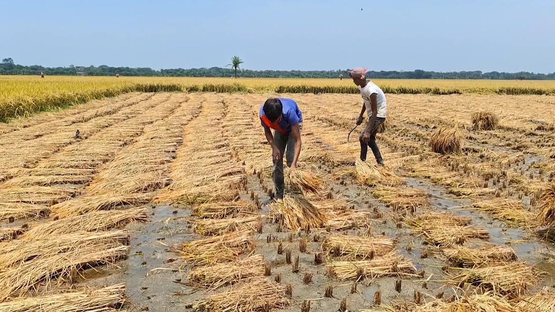 ঝিনাইদহে বৃষ্টিতে ডুবে আছে পাকা ধানের গাছ, গোখাদ্য সংকটের আশঙ্কা