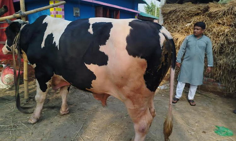 নড়াইলবাসীর নজর কেড়েছে ২৫ মণ ওজনের ‘বাহুবলি’ 