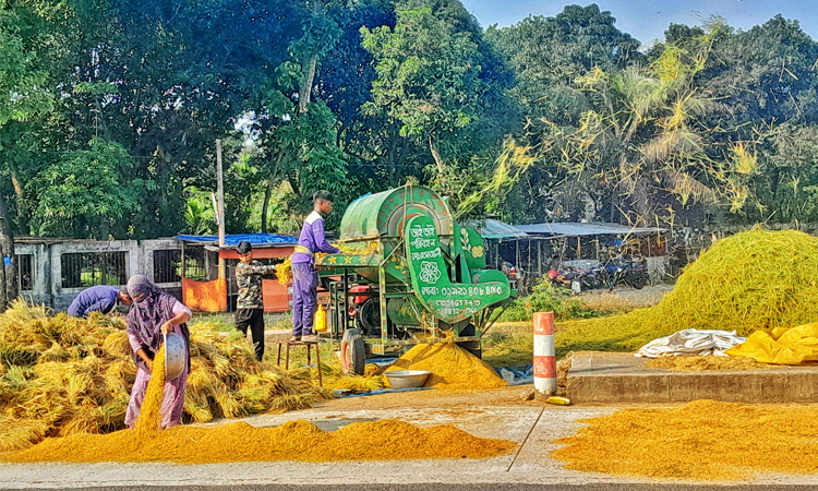 ধানের ভালো ফলনেও হতাশ লালমনিরহাটের কৃষকরা