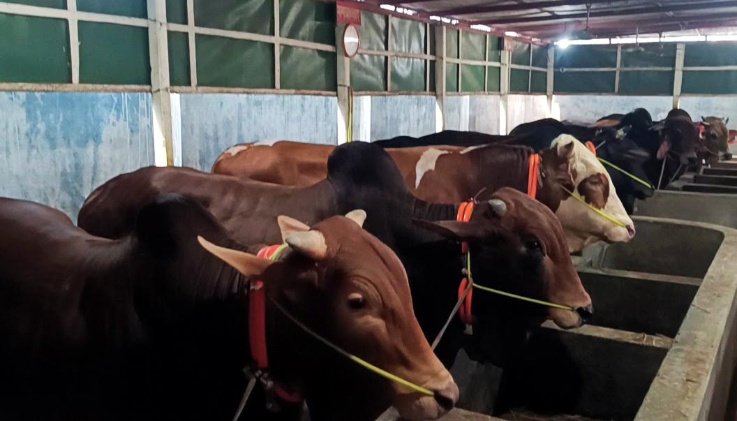 কুমিল্লায় কোরবানির পশু চাহিদার চেয়ে বেশি, প্রস্তুত ২ লাখ ৫৯ হাজার পশু