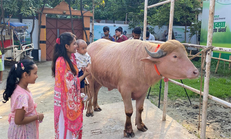নারায়ণগঞ্জে সাড়া ফেলেছে ৭০০ কেজি ওজনের গোলাপি মহিষ 