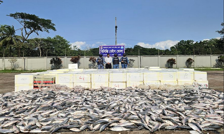 ভোলায় কোটি টাকা মূল্যের সামুদ্রিক ইলিশ জব্দ  