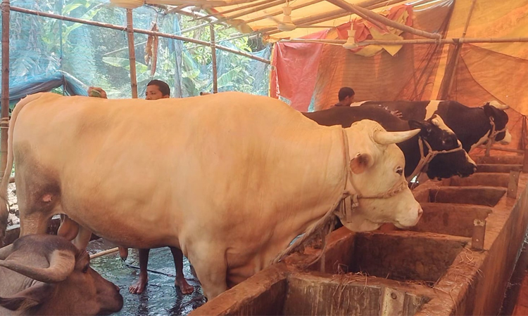 শরীয়তপুরে কোরবানির জন্য খামারে প্রস্তুত দেড় লক্ষাধিক পশু