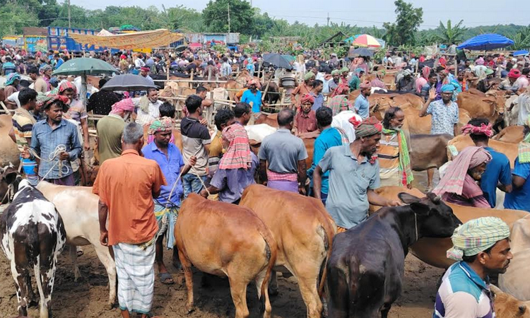 চুয়াডাঙ্গার হাটগুলোতে এবার মাঝারি সাইজের গরুর চাহিদা বেশি