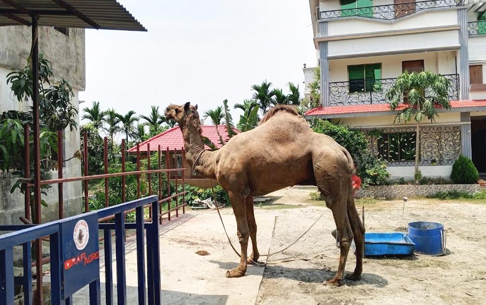 কুমিল্লায় পশুর হাটে রাজস্থানের উট, দাম ৩২ লাখ টাকা