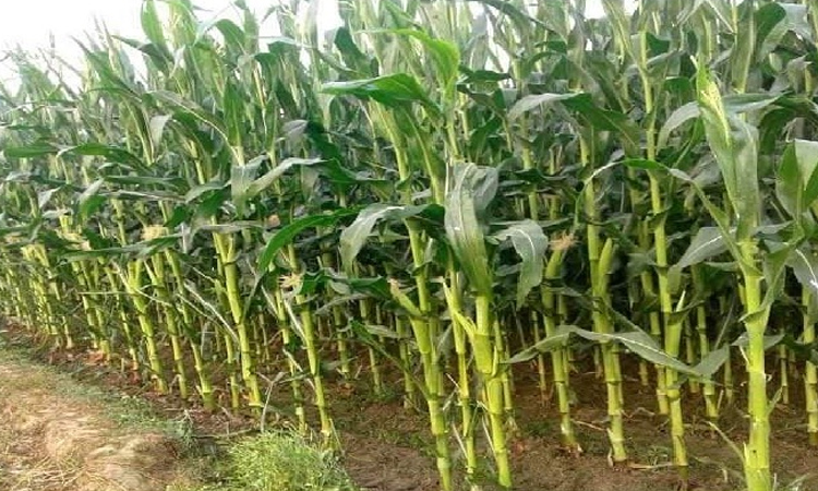 নাটোরে আখ ও ভুট্টার আবাদ বাড়তে শুরু করেছে
