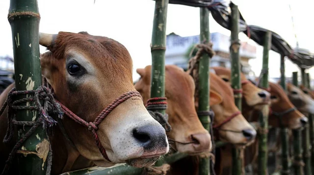 চাহিদা বাড়ায় কোরবানির বাজারে ভালো লাভের আশা পশু ব্যবসায়ীদের