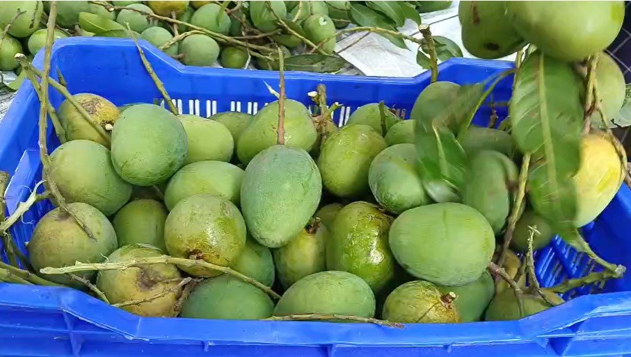 সাতক্ষীরায় এবার আম উৎপাদনের লক্ষ্যমাত্রা ৭০ হাজার ৩৮০ মেট্রিক টন
