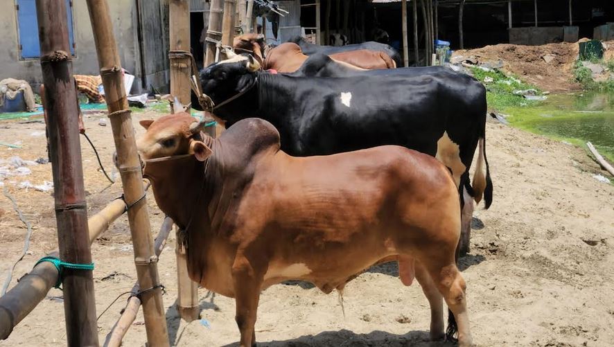 কক্সবাজার পশুর হাট : ক্রেতাদের নজর কাড়ছে ‘কালো মানিক’