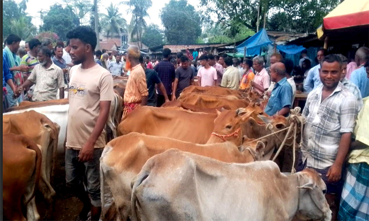 দিনাজপুরে চাহিদার তুলনায় কোরবানির পশুর সংখ্যা বেশি