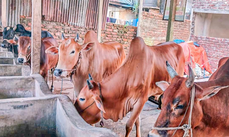 ফেনীতে কোরবানির জন্য প্রস্তুত ৯০ হাজার গবাদিপশু 