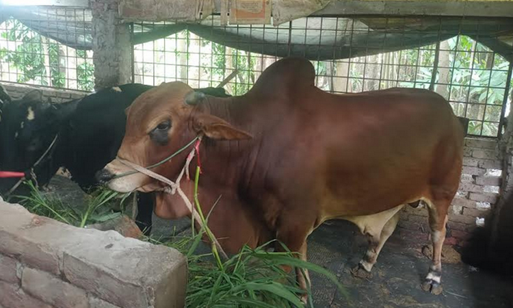 বরিশাল বিভাগে স্থানীয় পশুতেই মিটবে কোরবানির চাহিদা, উদ্বৃত্ত থাকবে ৬৮ হাজার
