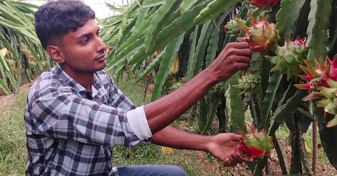 শখ থেকে সফলতা, ড্রাগন চাষে বছরে ২০ লাখ টাকা আয় সৌরভের
