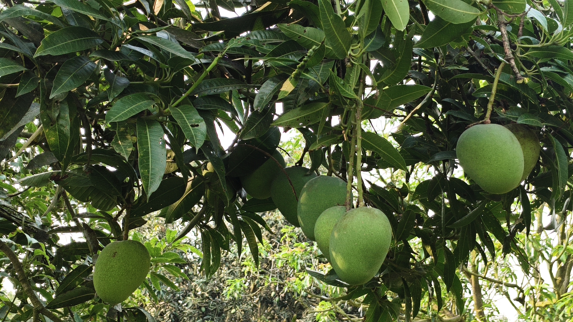 চাঁপাইনবাবগঞ্জে আম উৎপাদনের লক্ষ্যমাত্রা সাড়ে ৪ লাখ মেট্রিক টনের বেশি