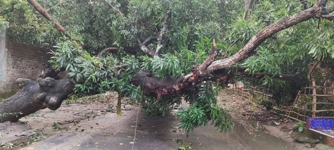 নওগাঁর কালবৈশাখীর তাণ্ডবে ক্ষতিগ্রস্ত বসতবাড়ি ও ব্যবসা প্রতিষ্ঠান