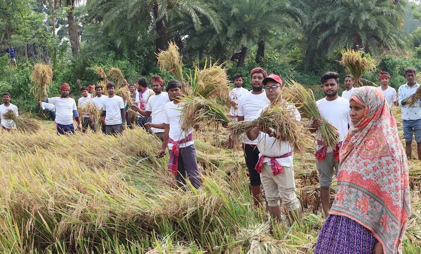 নাটোরে বিধবার ধান কেটে দিলেন বিএনপির নেতাকর্মীরা