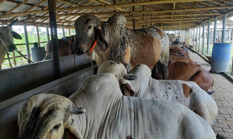 নাটোরের দুই লাখ পশু উদ্বৃত্ত, যাচ্ছে সারাদেশে