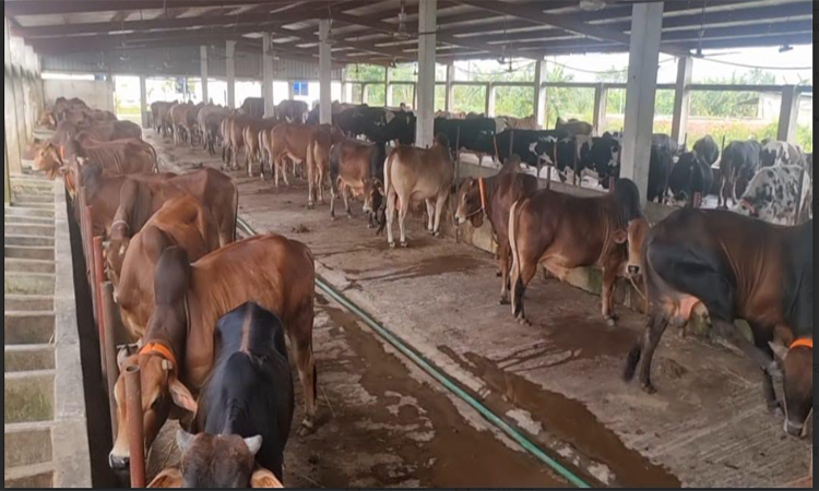খামারে বিক্রি না হলে হাটে পশু তুলবেন হবিগঞ্জের খামারিরা
