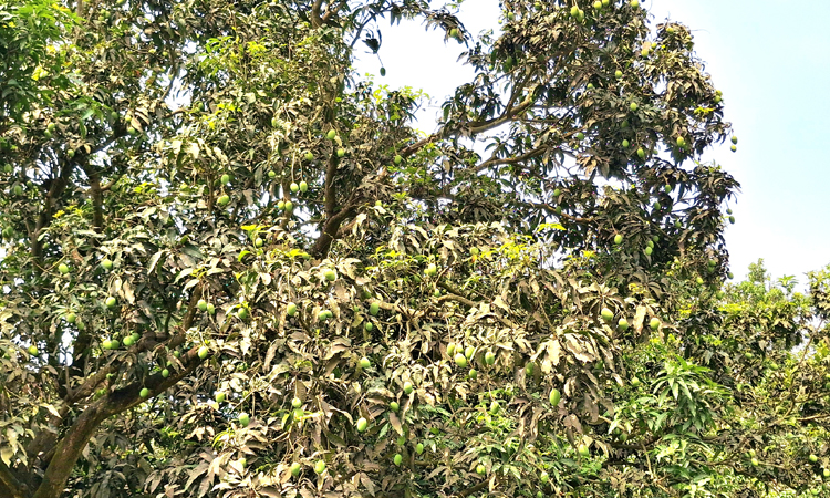রাজশাহীর আমে ৮০০ কোটি টাকার সুবাস