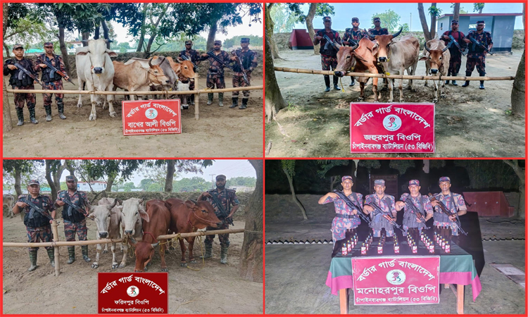 চাঁপাইনবাবগঞ্জ সীমান্তে ভারতীয় মাদক ও গরু জব্দ