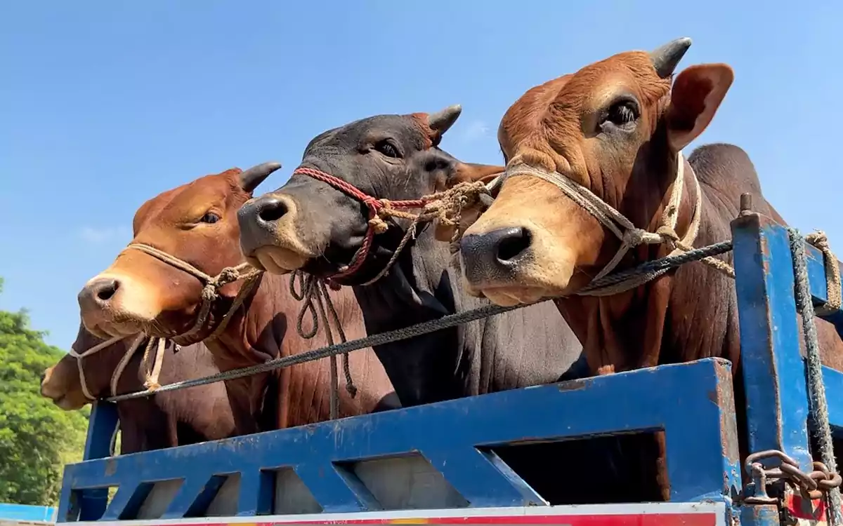 কোরবানির পশু পরিবহনে ট্রাকের জন্য জরুরি নির্দেশনা