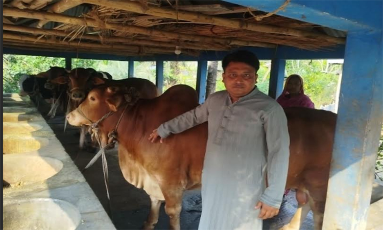 নড়াইলে কোরবানির জন্য প্রস্তুত ৪৫ হাজার ৪৯৭টি পশু