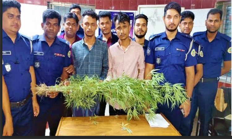 ভোলায় গাঁজা গাছসহ দুই সহোদর আটক