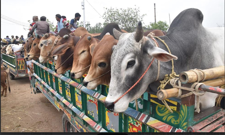 রাজশাহীতে কোরবানির জন্য প্রস্তুত ৪ লাখ ৬৩ হাজার গবাদি পশু