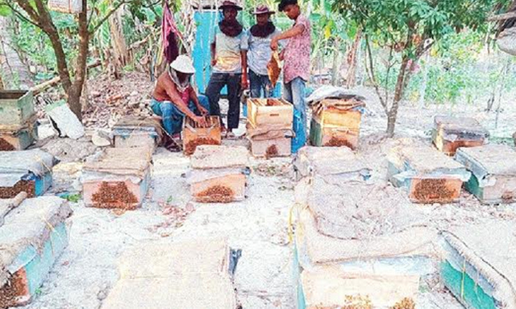 সুন্দরবন উপকূলে মৌচাষের ব্যাপক সম্ভাবনা 