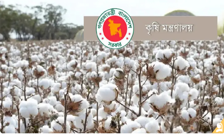 তুলা উৎপাদন বাড়াতে ২০ কোটি টাকার প্রণোদনা দিচ্ছে সরকার