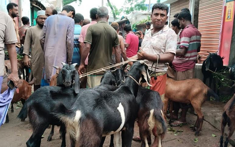 ঈদের আগে মেহেরপুরে ব্ল্যাক বেঙ্গলের মহোৎসব