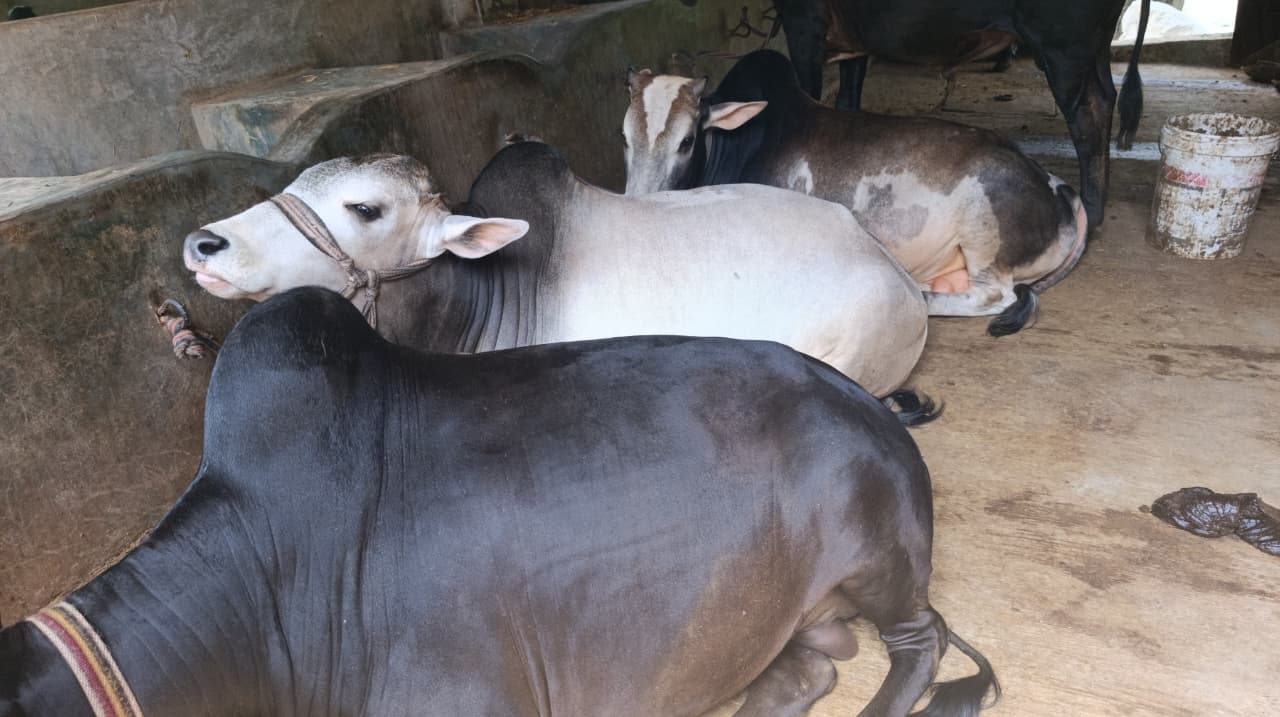 সাতক্ষীরায় কোরবানির জন্য ১ লাখ ২০ হাজার পশু প্রস্তুত 