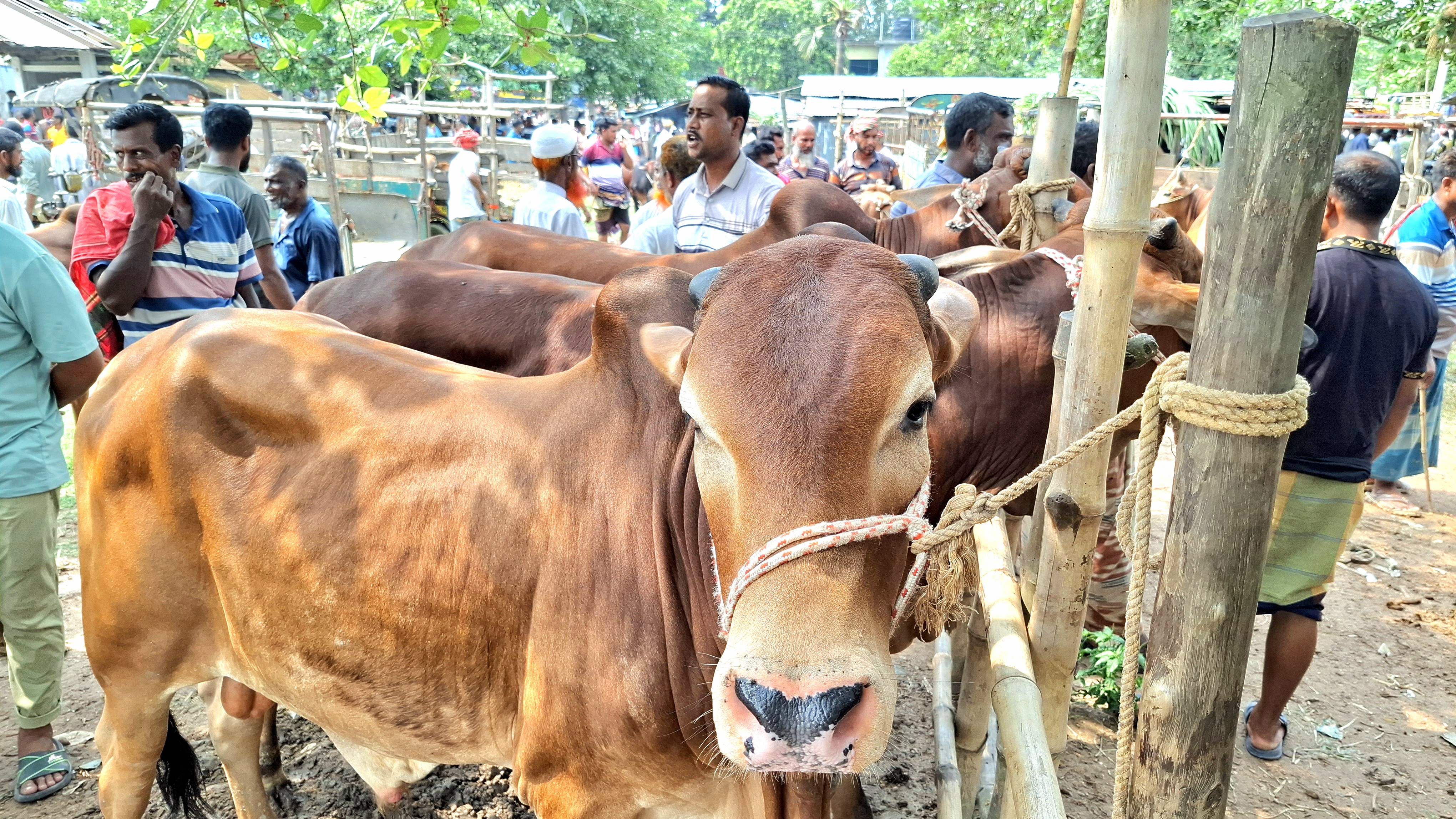 ঝিনাইদহে পশুর হাটে ৪-৫ মণ ওজনের গরুর চাহিদা বেশি