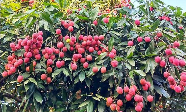 জ্যৈষ্ঠের শুরুতেই লালমনিরহাটের বাজারে রসালো লিচু