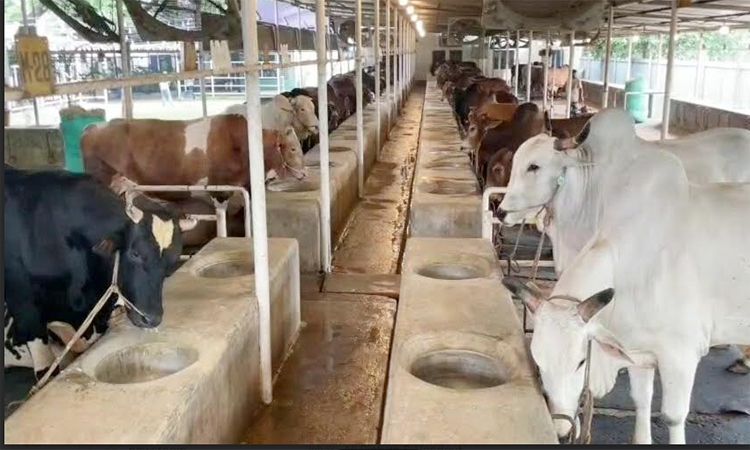 নারায়ণগঞ্জে চাহিদার চেয়ে গবাদি পশু বেশি 