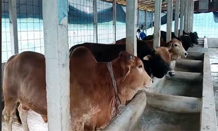 চাঁদপুরে চাহিদার তুলনায় কোরবানির পশু কম 